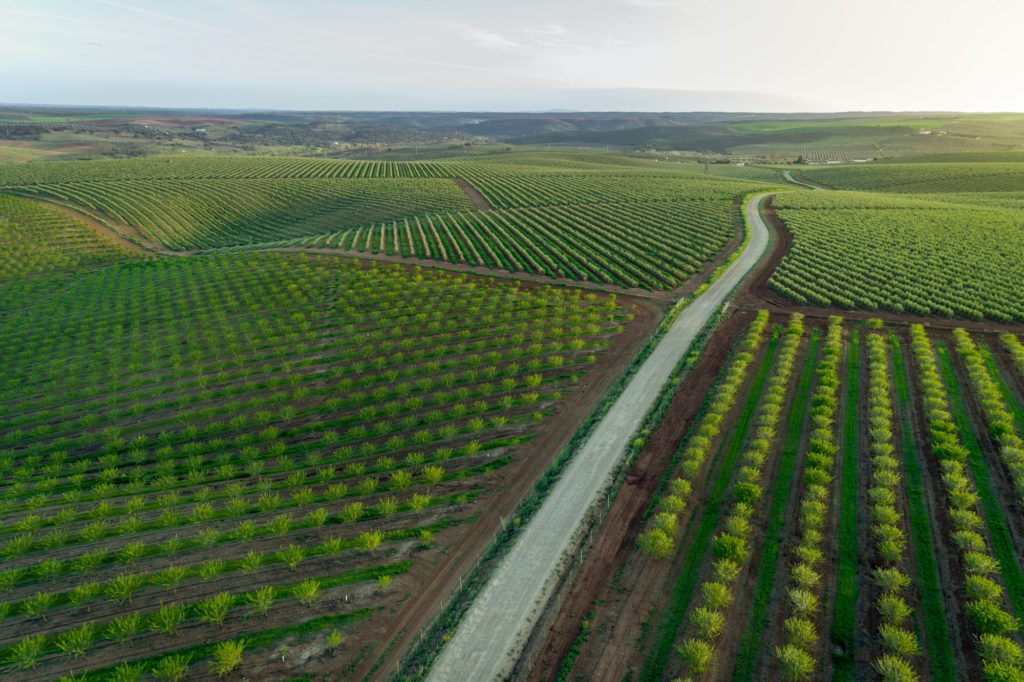 Aereal views of almond tree plantation in Alentejo, Portugal